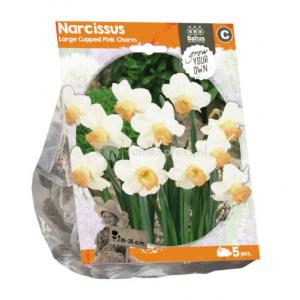 Baltus Narcissus Large Cupped Pink Charm bloembollen per 5 stuks